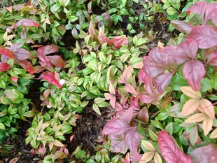 多彩斑斓的植物群落