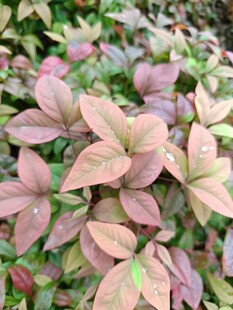 多彩斑斓的观赏植物叶片