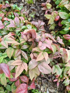 多彩斑斓的变色植物叶片