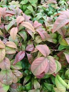 多彩斑斓的变色植物叶片