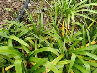 翠绿葱茏的丛生植物