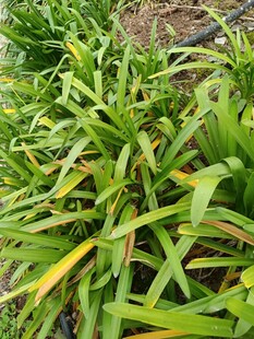 翠绿田间野草生机勃勃