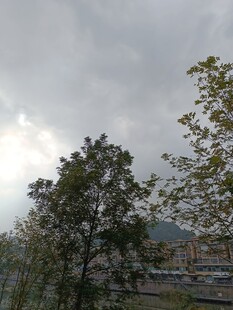 阴天城市中的树木景观