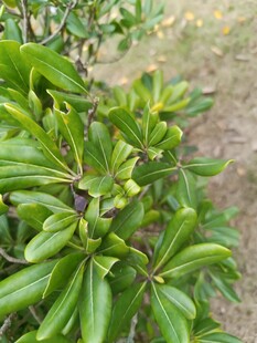 翠绿叶片的植物特写