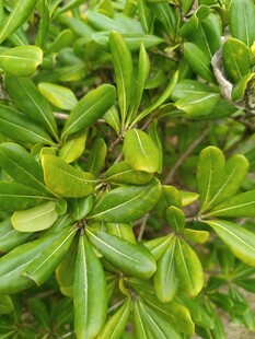 翠绿叶片的植物特写