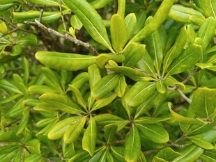 嫩绿叶片的生机植物