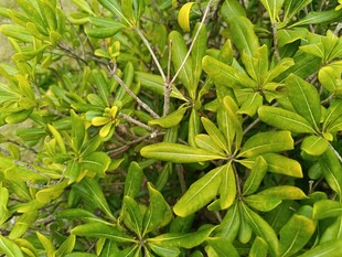 翠绿繁茂的植物叶片