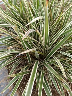 金边麦冬植物特写