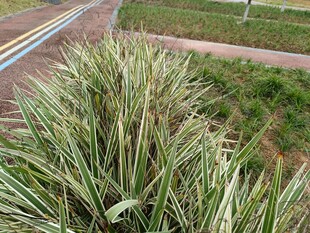 条纹绿叶植物特写