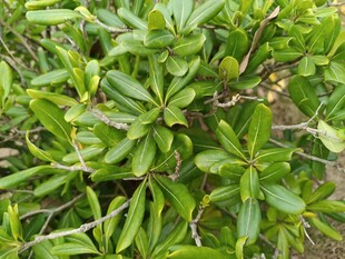 翠绿繁茂的植物枝叶