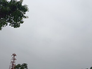 阴天中的通信塔与枝叶