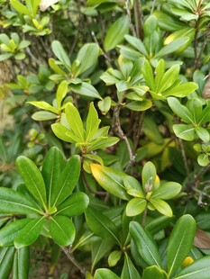 绿叶繁茂的植物景观