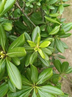 翠绿海桐枝叶特写