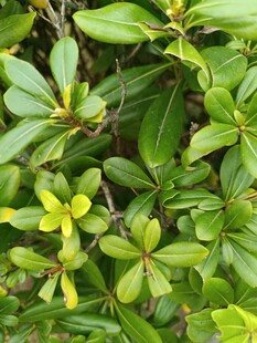 翠绿繁茂的植物叶片