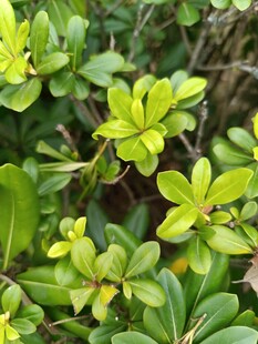 翠绿繁茂的生机植物