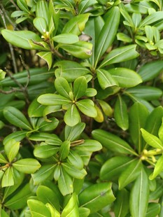 翠绿繁茂的植物叶片