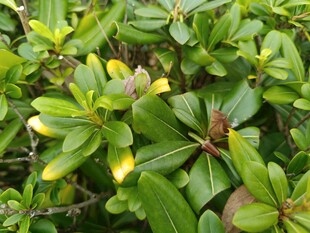 翠绿植物叶片特写