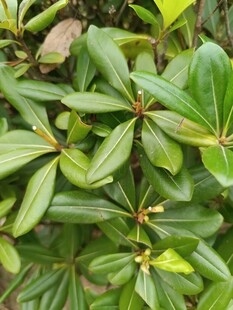 绿叶繁茂的植物特写