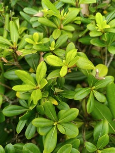 翠绿繁茂的植物叶片