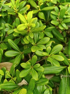 翠绿繁茂的灌木丛