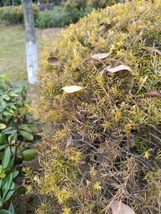 枯黄植物与绿叶对比景象