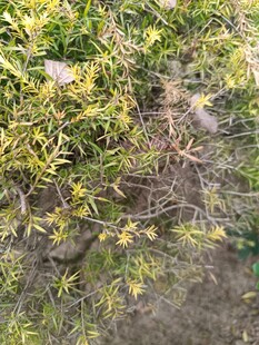 草地上的小鸟与绿植