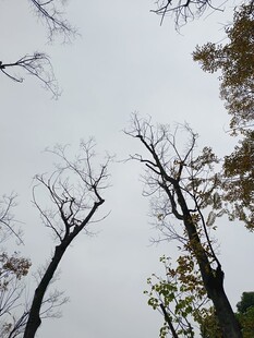 仰拍枯树与天空景象