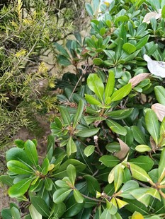 绿叶繁茂的植物景观