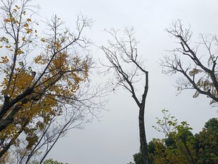 秋日枯树与繁茂树木对比