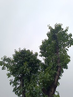 两棵茂盛的绿树