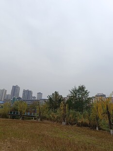 城市边的秋日草地树林
