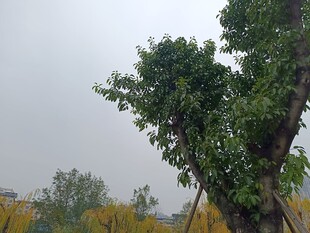 雨中挺立的葱郁树木