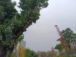 城市中葱郁树木景观