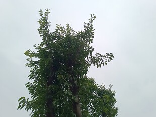 向上生长的繁茂绿树