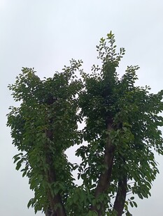 两棵繁茂的绿树