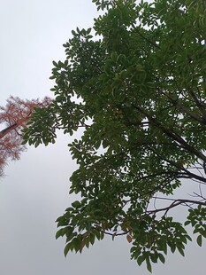 绿树蓝天间的自然景致