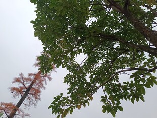 绿叶红树相映成趣