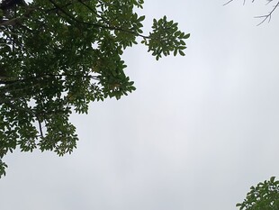仰视绿树与灰白天空