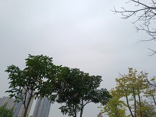 城市中的绿树与朦胧天空