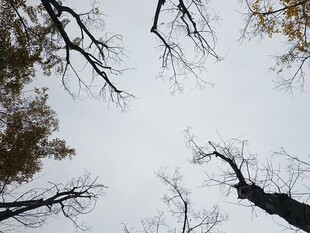 仰视枯树枝干的景象