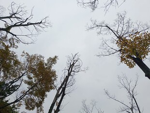 仰观冬日树木枝干景象