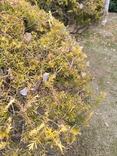 金黄枝叶的灌木丛