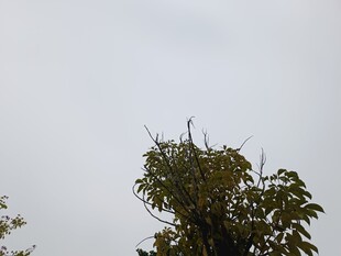 树梢之上的灰白天空