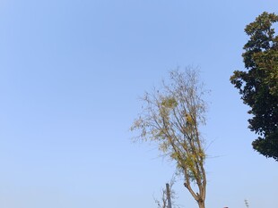 蓝天映衬下的挺拔树木