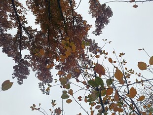 秋日枝头斑斓树叶