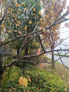 秋日树林中的黄叶与枝丫