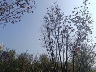 蓝天映衬下的挺拔树木