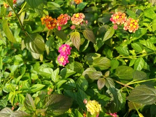 多彩花卉绽放绿意间