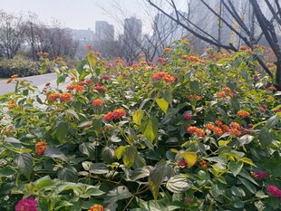 城市中绽放的多彩花卉