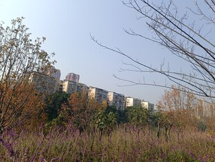 城郊野景中的高楼